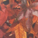 Serviette Herbstlaub, Rarität